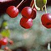 Malus sargentii, fruit