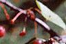 Malus sargentii, fruit