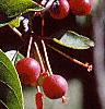 Malus sargentii, fruit