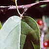 Malus sargentii, fruit