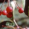 Malus sargentii, fruit