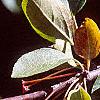 Malus sargentii, fruit