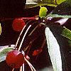 Malus sargentii, fruit