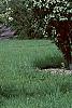 Malus 'Sentinel', habit