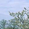 Malus 'Sentinel', habit