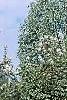 Malus 'Sentinel', habit