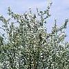 Malus 'Sentinel', habit