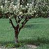 Malus 'Sentinel', habit