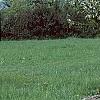 Malus 'Sentinel', habit