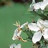 Malus 'Sentinel', flowers