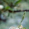 Malus 'Sentinel', flowers