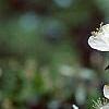 Malus 'Sentinel', flowers
