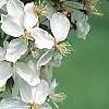 Malus 'Sentinel', flowers