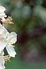 Malus 'Sentinel', flowers