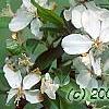 Malus 'Sentinel', flowers