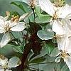 Malus 'Sentinel', flowers