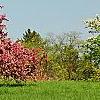 Malus 'Selkirk', habit