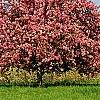 Malus 'Selkirk', habit