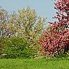 Malus 'Selkirk', habit