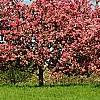 Malus 'Selkirk', habit