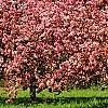 Malus 'Selkirk', habit