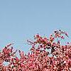 Malus 'Selkirk', habit