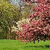 Malus 'Selkirk', habit