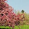 Malus 'Selkirk', habit