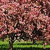 Malus 'Selkirk', habit
