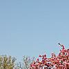 Malus 'Selkirk', habit
