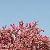Malus 'Selkirk', habit