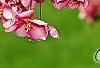 Malus 'Selkirk', flowers