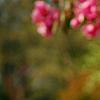 Malus 'Selkirk', flowers