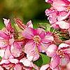 Malus 'Selkirk', flowers