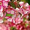 Malus 'Selkirk', flowers