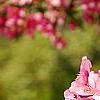 Malus 'Selkirk', flowers