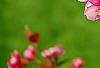 Malus 'Selkirk', flowers