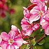 Malus 'Selkirk', flowers