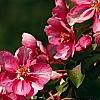 Malus 'Selkirk', flowers
