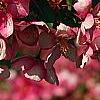 Malus 'Selkirk', flowers