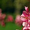 Malus 'Selkirk', flowers