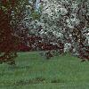 Malus 'Silver Moon', habit