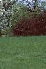 Malus 'Silver Moon', habit