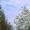 Malus 'Silver Moon', habit