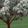 Malus 'Silver Moon', habit
