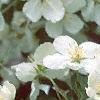 Malus 'Silver Moon', flowers