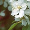 Malus 'Silver Moon', flowers