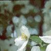 Malus 'Silver Moon', flowers
