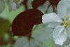 Malus 'Silver Moon', flowers