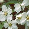 Malus 'Silver Moon', flowers